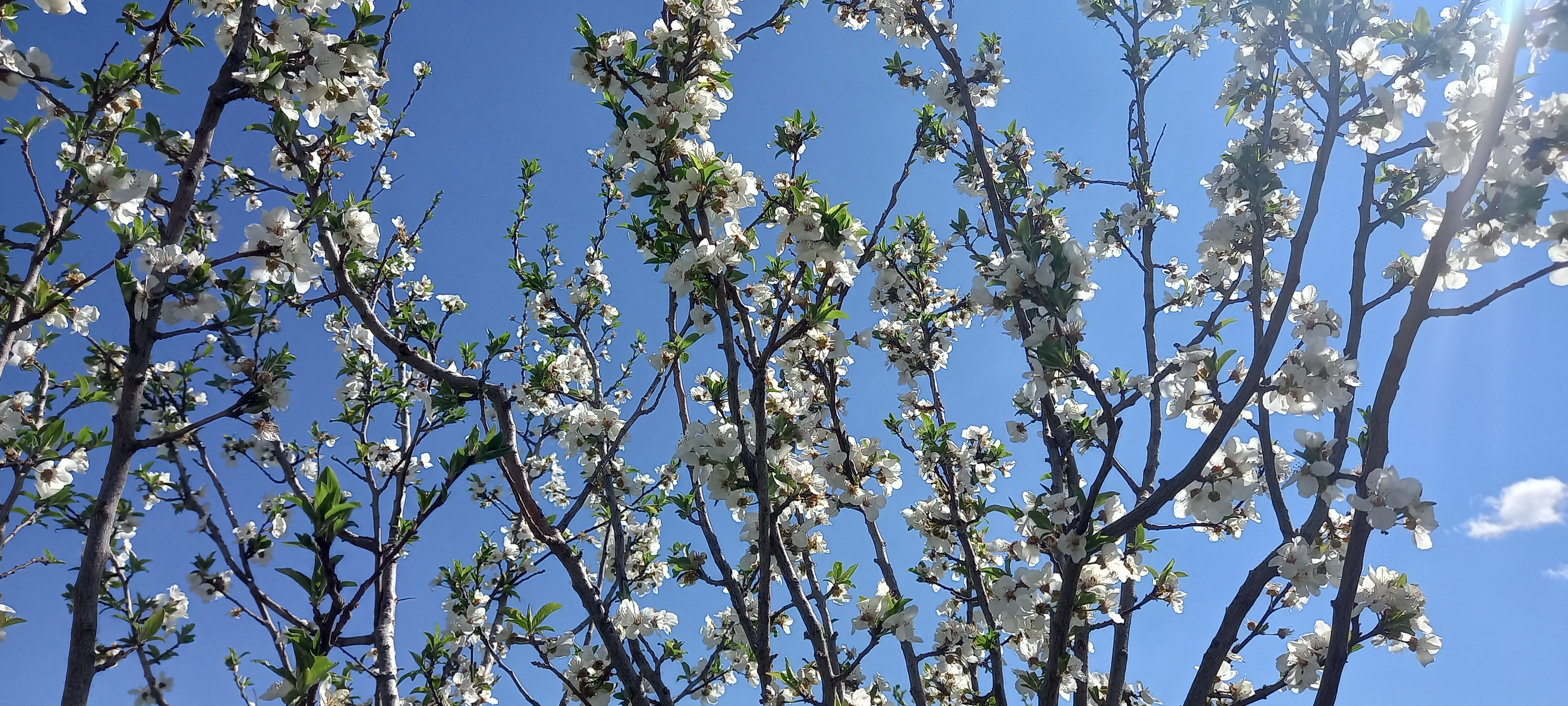 نوروزتان خجسته باد